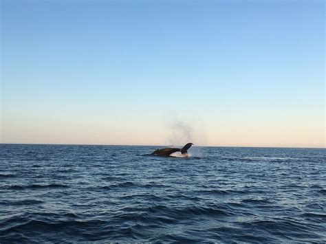 Island Cruises Whalewatching - All You Need to Know BEFORE You Go (2025)