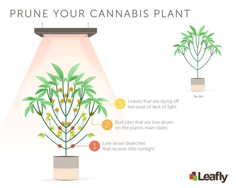 How to Top & Prune Marijuana Plants | Leafly