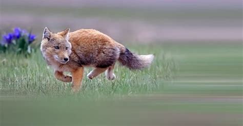 Tibetan Fox A Z Animals