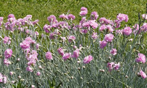 Dianthus Plumarius Oeillet Mignardise Rose De Mai Ou Oeillet