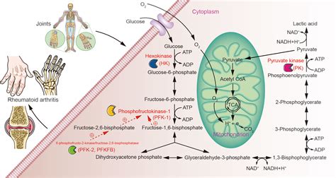 Frontiers Glycolysis Rate Limiting Enzymes Novel Potential