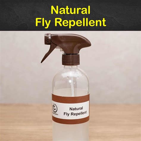 Keeping Flies Away - 15 Natural Fly Repellent Tips and Recipes