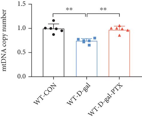 Effects Of Ptx Administration On Mitochondrial Biogenesis In The Download Scientific Diagram