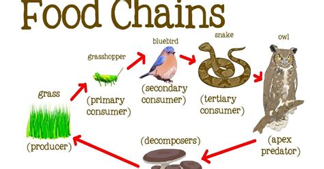Food Chains Food Chain Display Posters Animal Food Ch