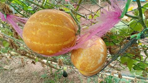 How To Grow Muskmelon From Seeds To Harvest Good Ways To Grow