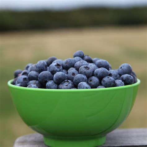 Buy blueberry Bluecrop - mid-season fruiting blueberry Bluecrop: £12.99 ...