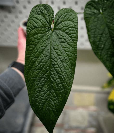 Anthurium Warocqueanum What They Don T Tell You About The Queen