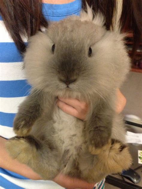 fluffy animals17 | Es la Moda