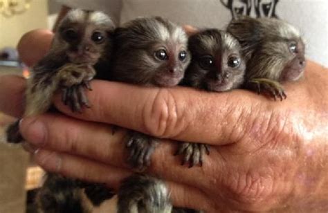 FREE FREE FREE Marmoset And Capuchin Monkeys For Adoption Baby