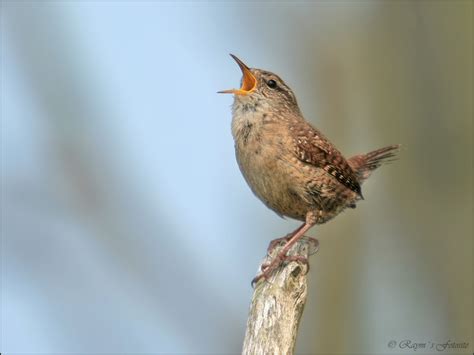 Ommoordse Veld Open En Groen Zangvogels Gespot