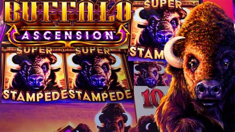 To The Top Double Super Gold Stampede Buffalo Ascension Will Both