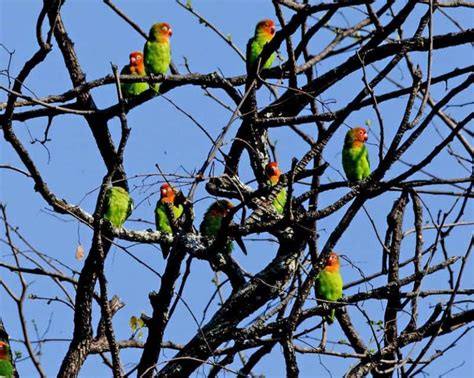 Cara Mengobati Penyakit Snot Pada Burung Lovebird Cepat Dan Alami