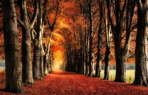 Fondos de pantalla luz de sol Árboles paisaje bosque otoño hojas