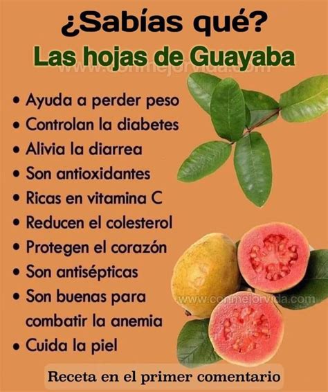 Para qué sirve la hoja de guayaba propiedades beneficios y cómo