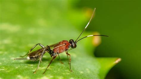 The Unlucky 13 Insects With The Shortest Life Spans School Of Bugs