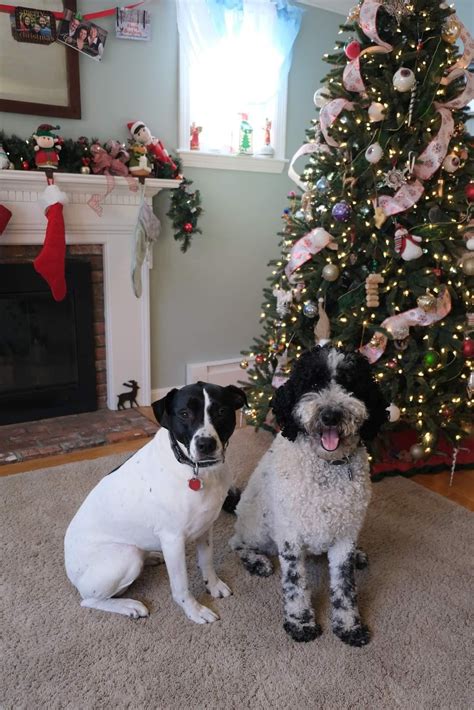 Merry Christmas From Noodle And His Best Friend Rose Rgoldendoodles