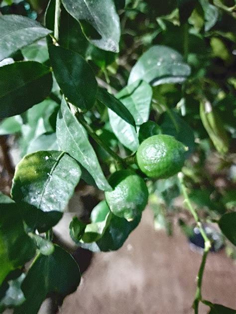 Lemon Citron 🍋 - Free photo on Pixabay - Pixabay