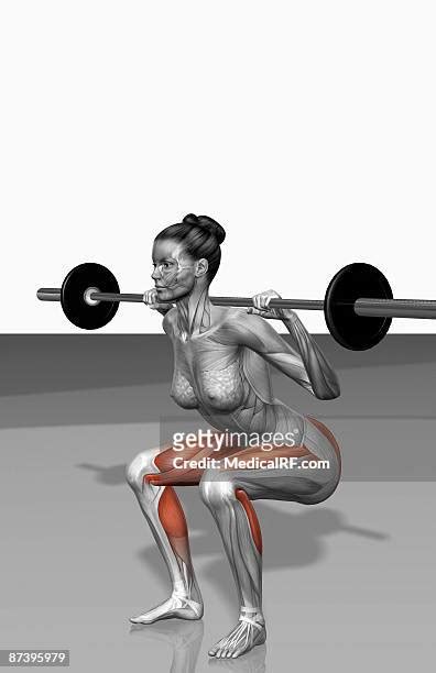 Barbell Squat Exercises (Part 1 Of 2) Photos and Premium High Res ...