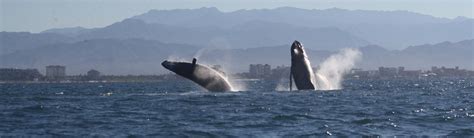 Whale watching in Puerto Vallarta – Vallarta Natours