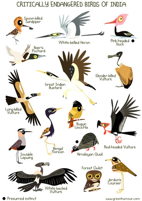 Green Humour: Critically Endangered Birds of India