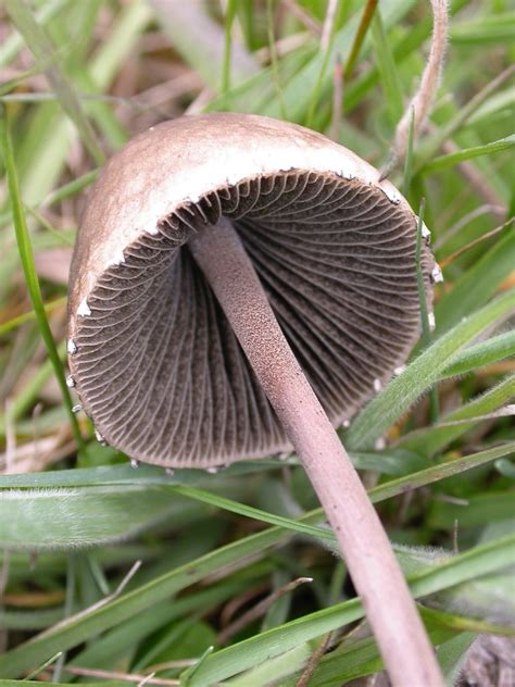 Petticoat Mottlegill Fungi Of Central Texas Inaturalist