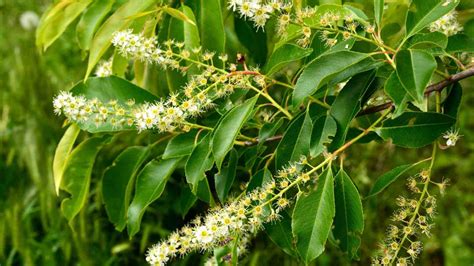 Black Cherry Tree (Prunus serotina): Growing and Care Guide