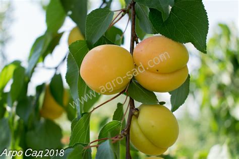 Абрикос Эрли Ред Оранж - Агро Сад