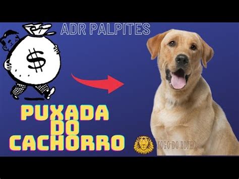 A Puxada Do Cachorro No Jogo Do Bicho - PUXADA DO CACHORRO - JOGO DO BICHO _ GRUPO ( 05 ) - YouTube