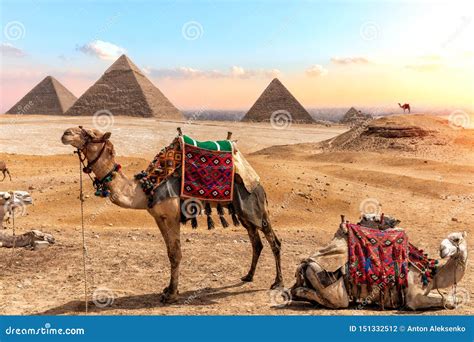 Camels Near The Pyramids Beautiful Egyptian Scenery Stock Photo