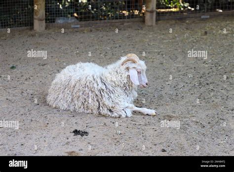 Curly Haired Sheep Hi Res Stock Photography And Images Alamy