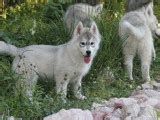 Chiots Husky Sib Rien Lof R Server Petite Annonce Chien