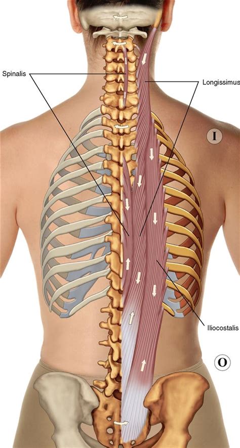 Muscle Anatomy Chart Luxury Human Anatomy Muscles With Labels By