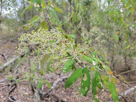 Broad Leaf Star Hair From Joyner Queensland Australia On November 5