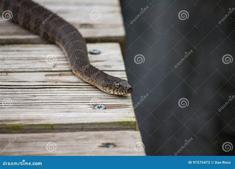 A Common Northern Water Snake Rests On A Pier By A Lake Stock Image