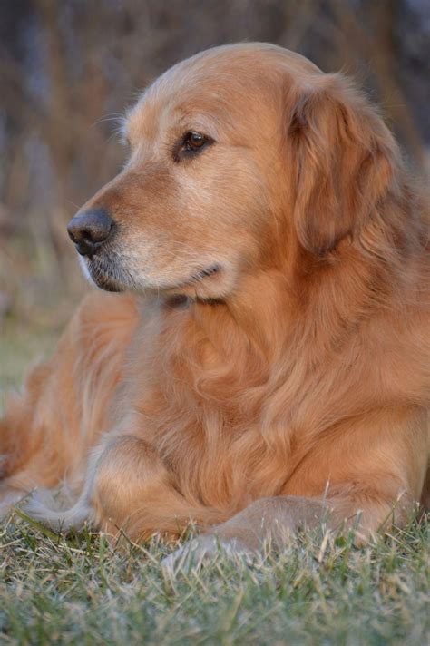 Golden Retriever Puppies Austin Area