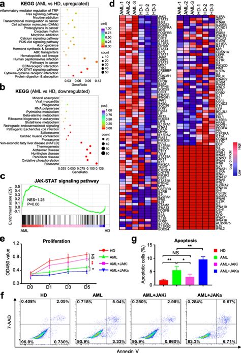 JAK STAT Signaling Inhibition Was Sufficient To Counteract Defects Of