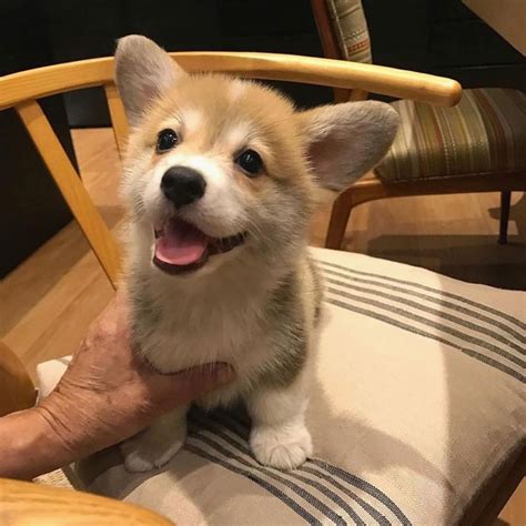 6 738 Likes 28 Comments Corgis Of Instagram Corgi Ig On Instagram “📸 Kaitoon Thecorgi 🐶