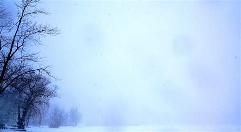 Leafless Winter Trees In Snow Photograph by Nalinne Jones