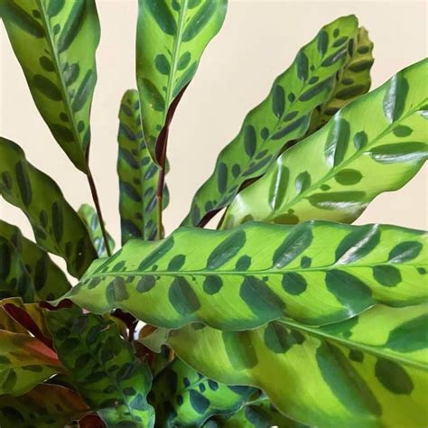 Rattlesnake Plant Care And Growing Guide Plantcarefully