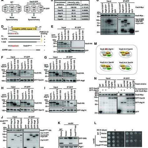 Palmitoylation Of Vac Determines Its Localization And Autophagic