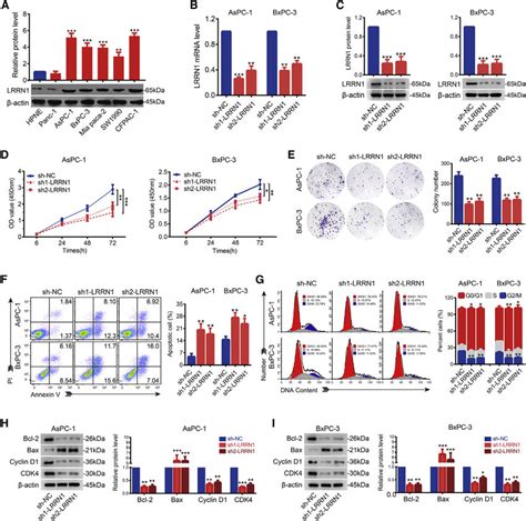 Knockdown Of LRRN1 Markedly Inhibits Proliferation Facilitates Cell