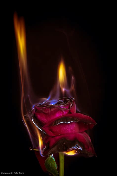 Burning rose 2 by rafael0908 on DeviantArt