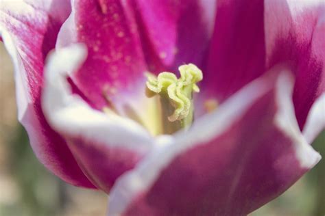 Flowers Ii Flickr