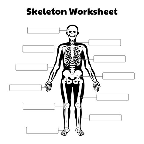 Printable Skeleton Worksheet