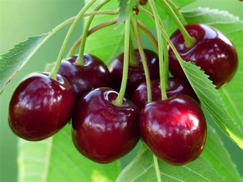 Bing Cherry Tree Care Guide How To Grow Bing Cherry Tree