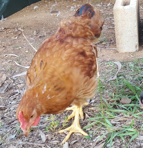 8 Week Old Rir Rooster Or Hen Backyard Chickens Learn How To Raise Chickens