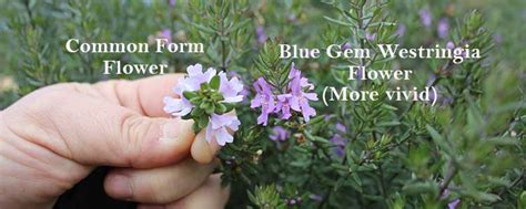 Coastal Rosemary Screening And Hedging Plants