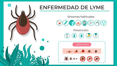 Borreliosis Enfermedad De Lyme Y Fiebre Recurrente 45 OFF