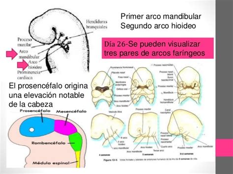 Desarrollo Embioanario