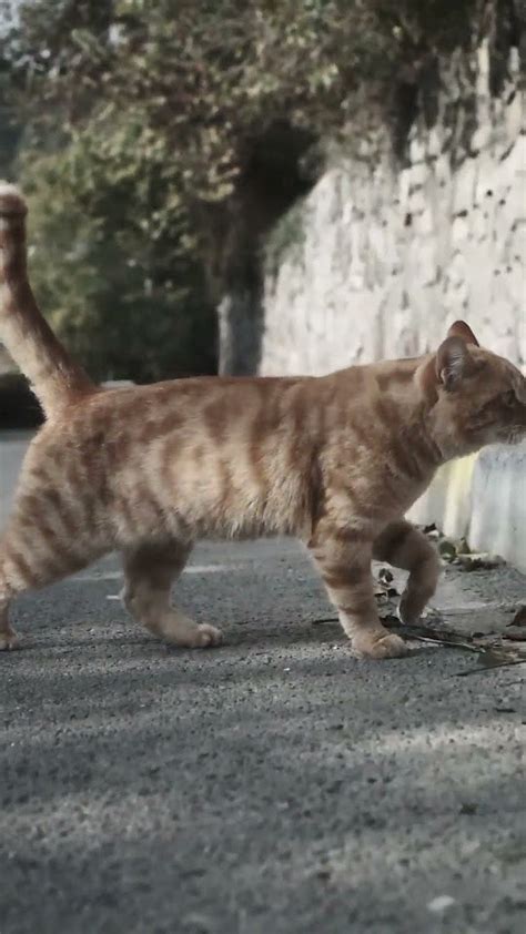 🐱 Всяко животно има усещане за посока. То е слабо при хората, силно при ...